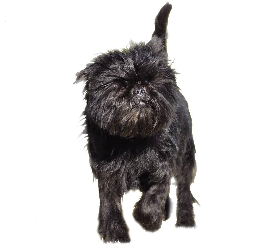 Affenpinscher Breed