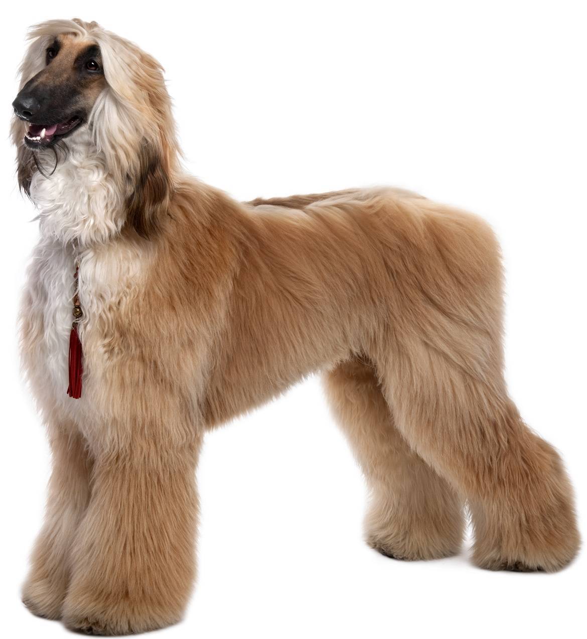 Afghan Hound Breed