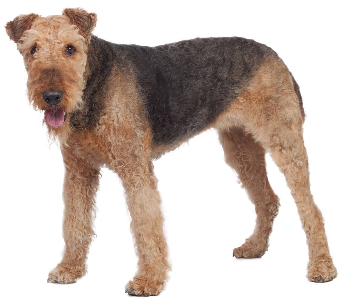 Airedale Terrier Breed