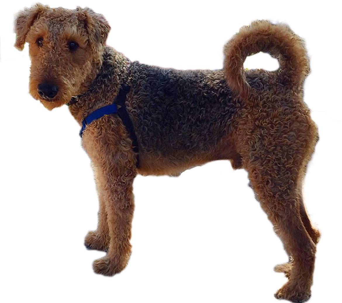 Airedoodle Breed