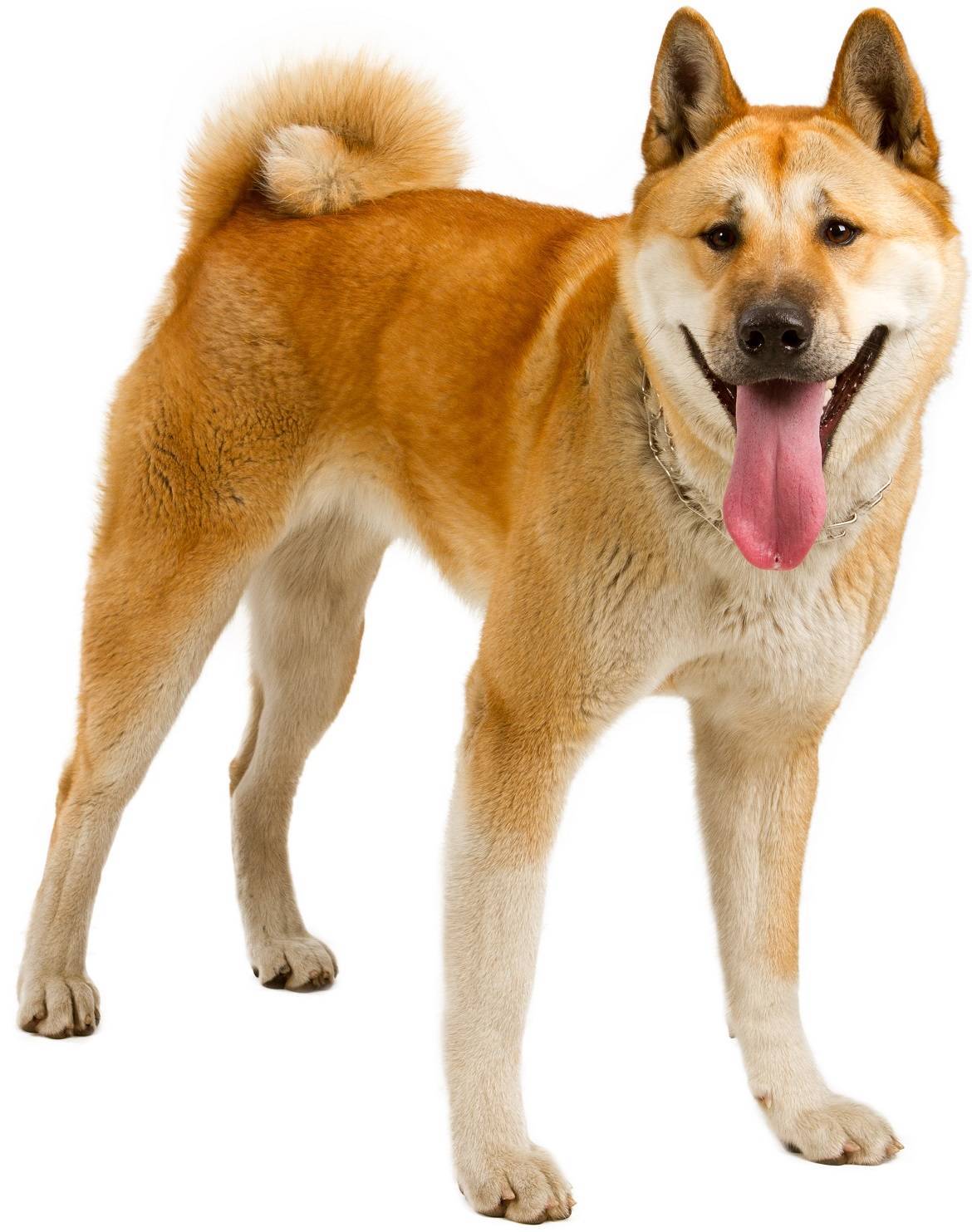 Akita Breed