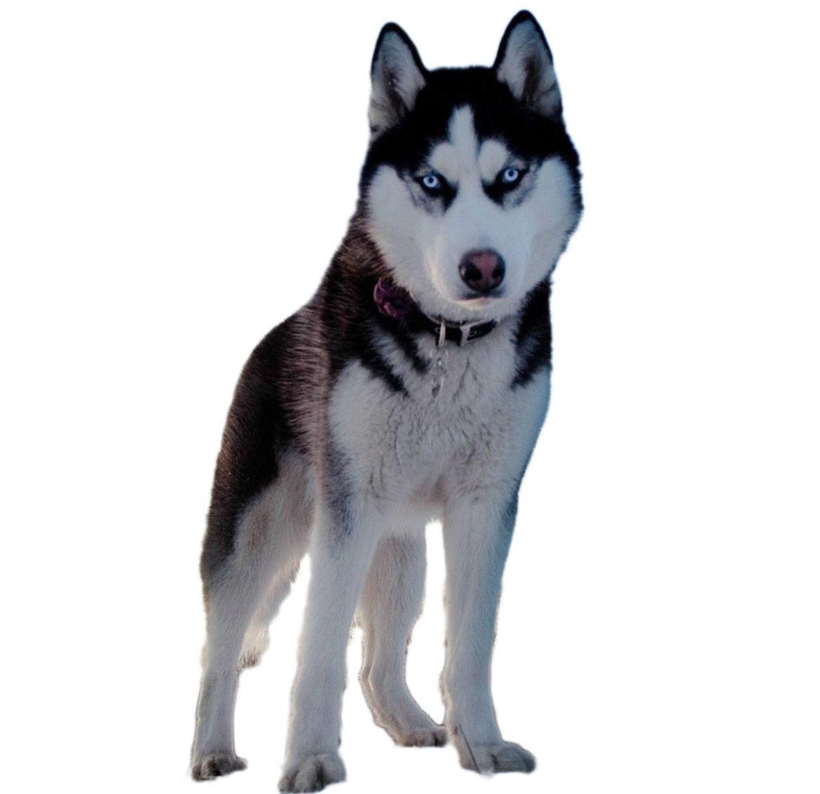 Alaskan Husky Breed