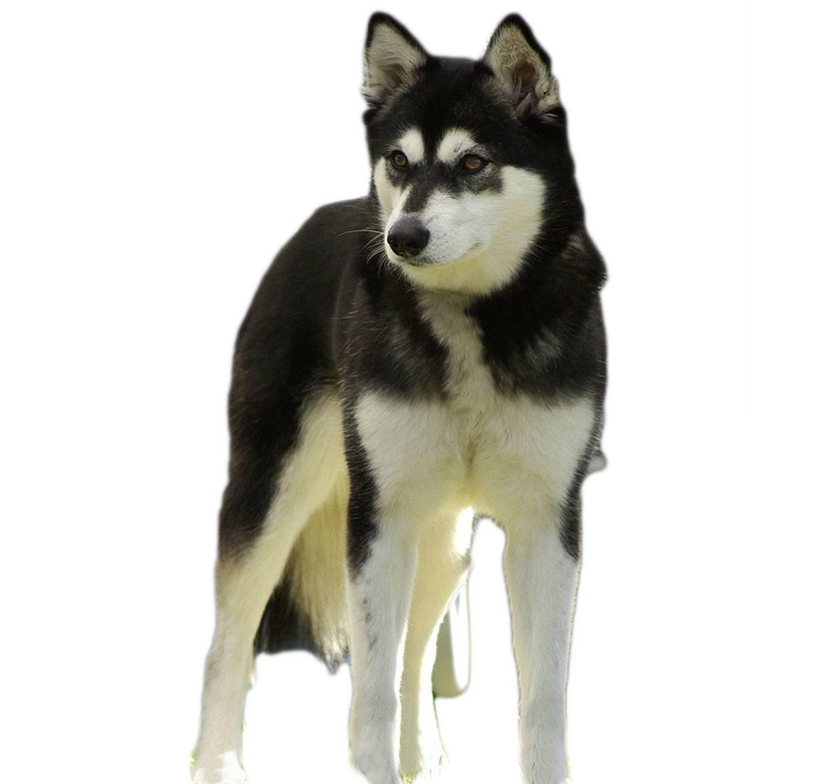 Alaskan Klee Kai Breed