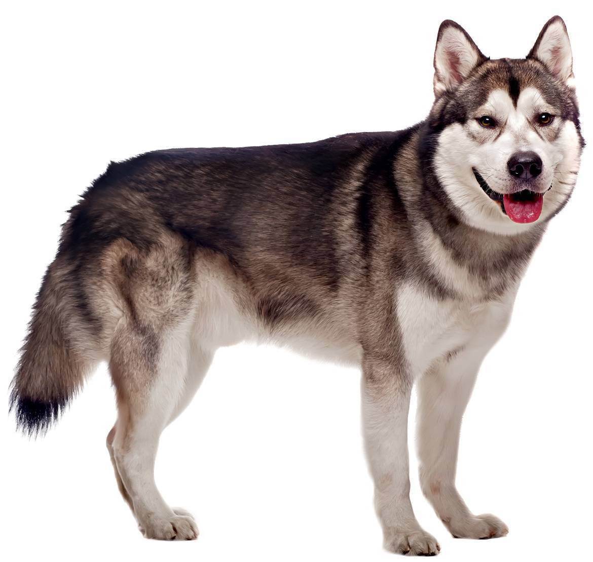 Alaskan Malamute Breed