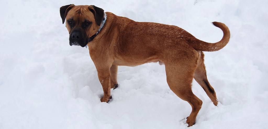 American Bandogge Mastiff Breed