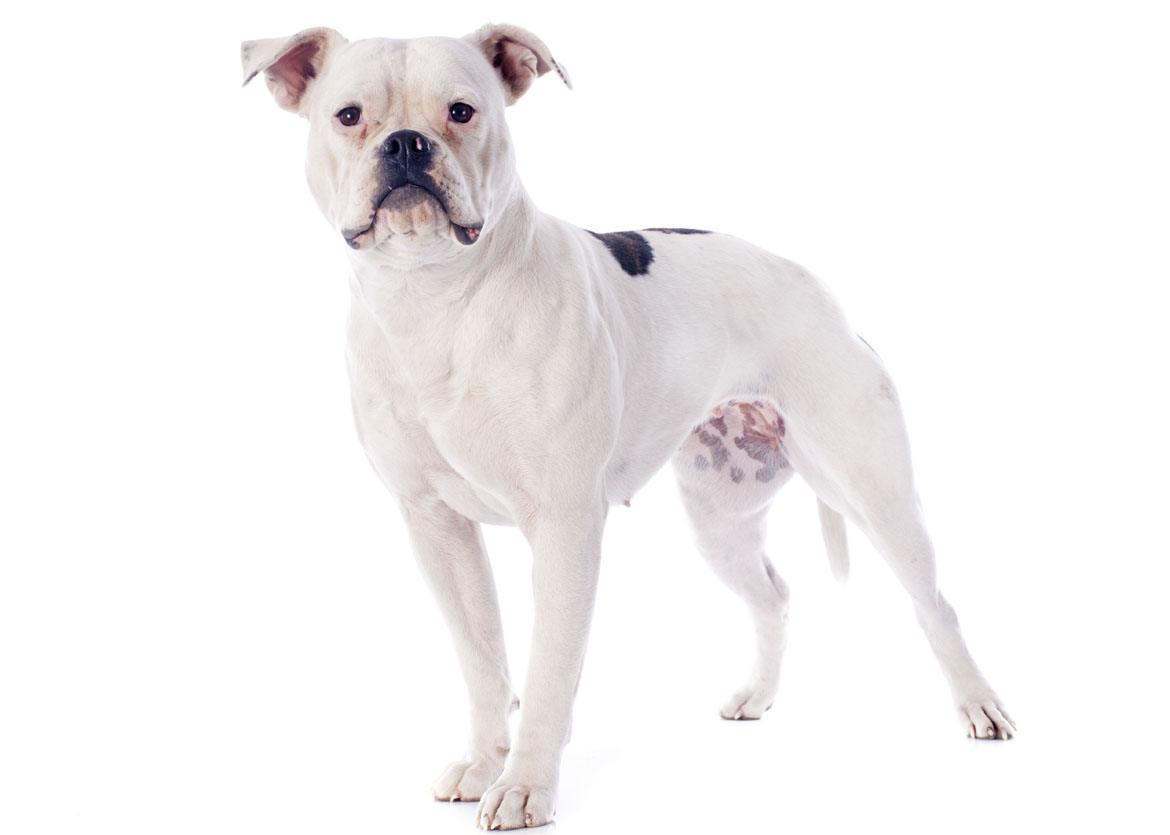 American Bulldog Breed