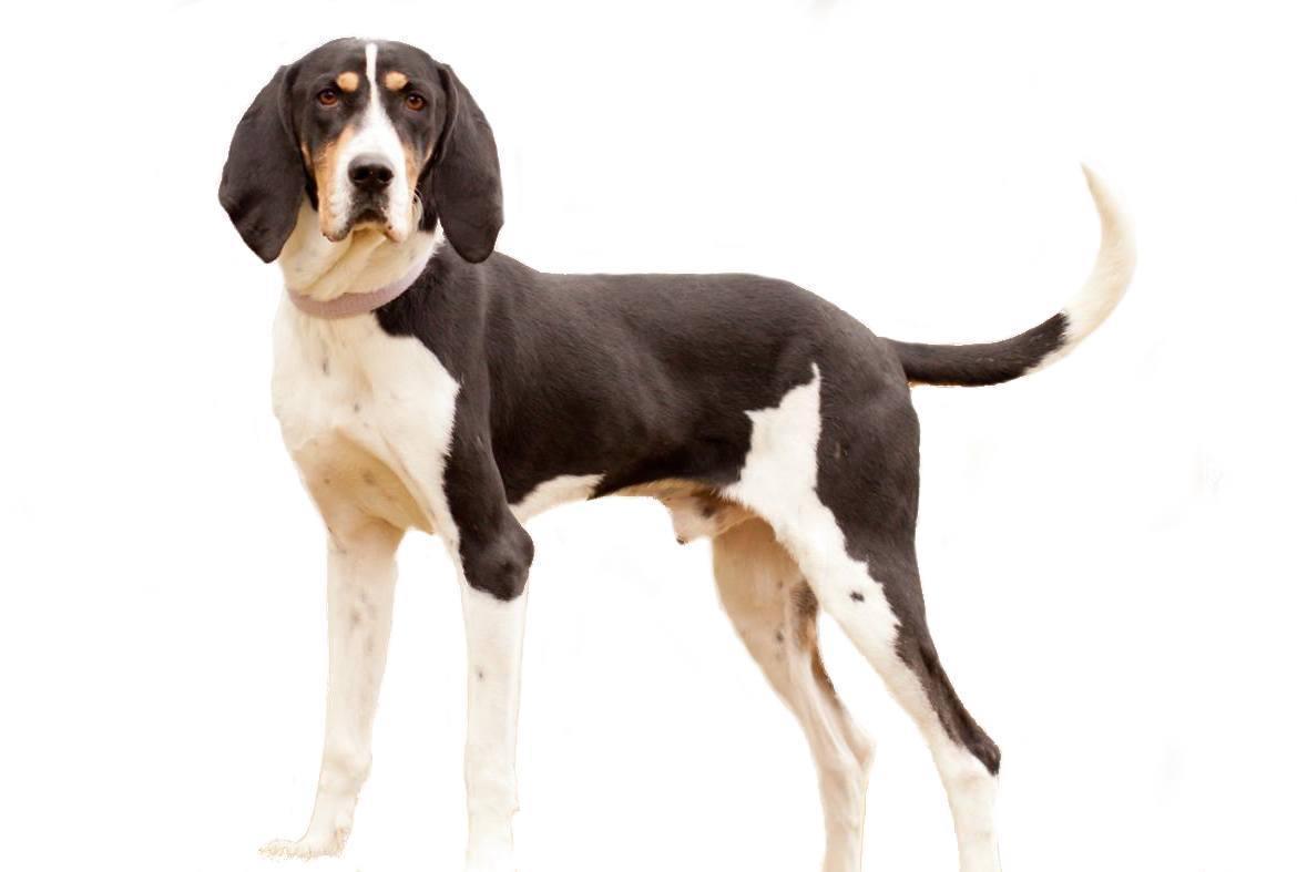 American English Coonhound Breed