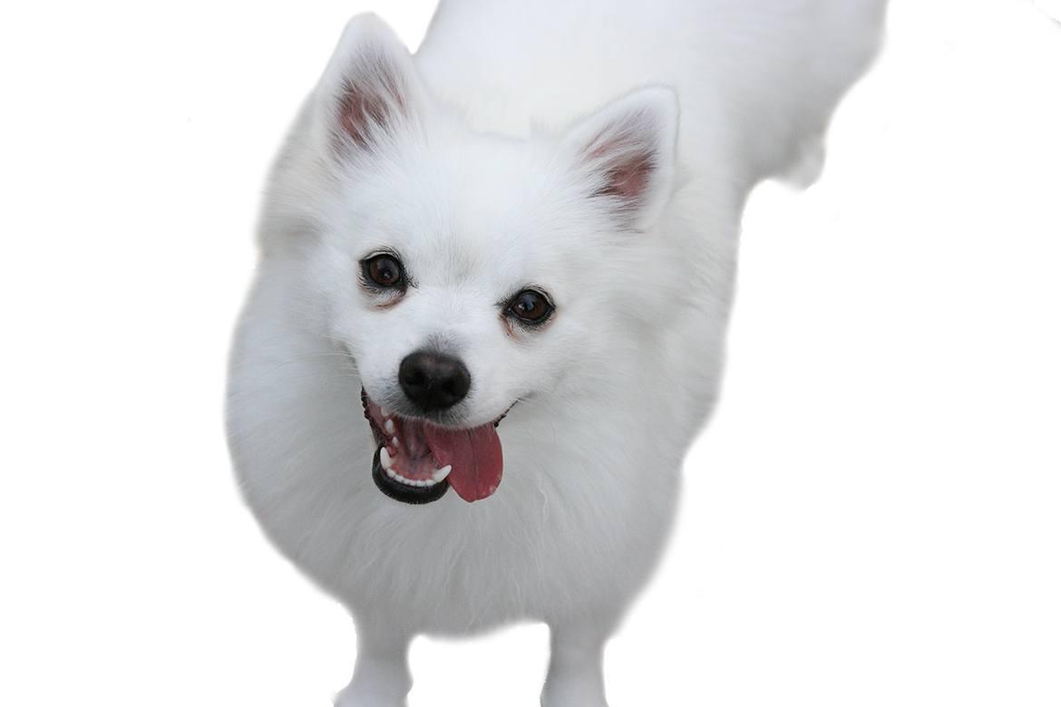 American Eskimo Dog Breed