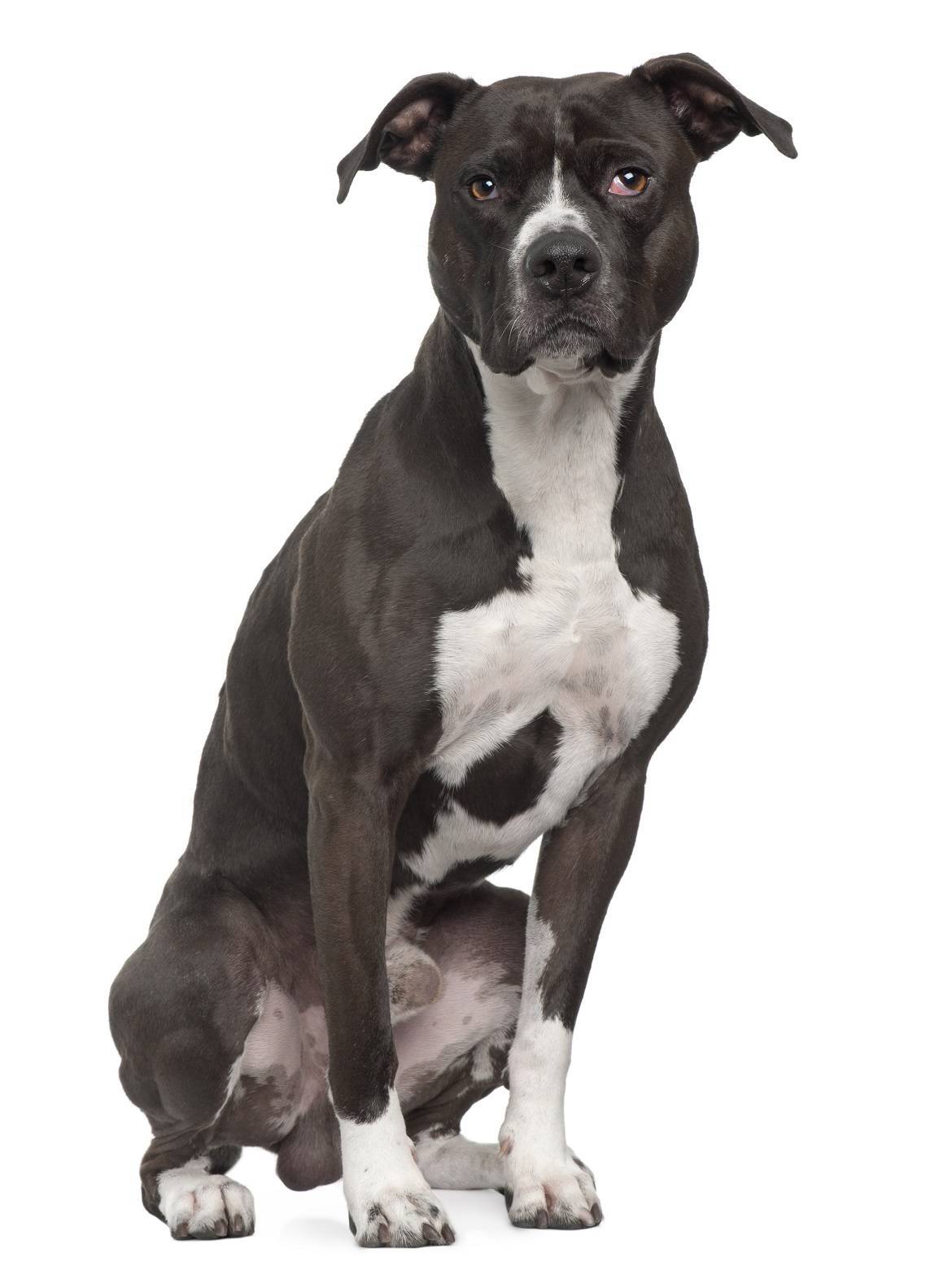 american pitbull terrier breed