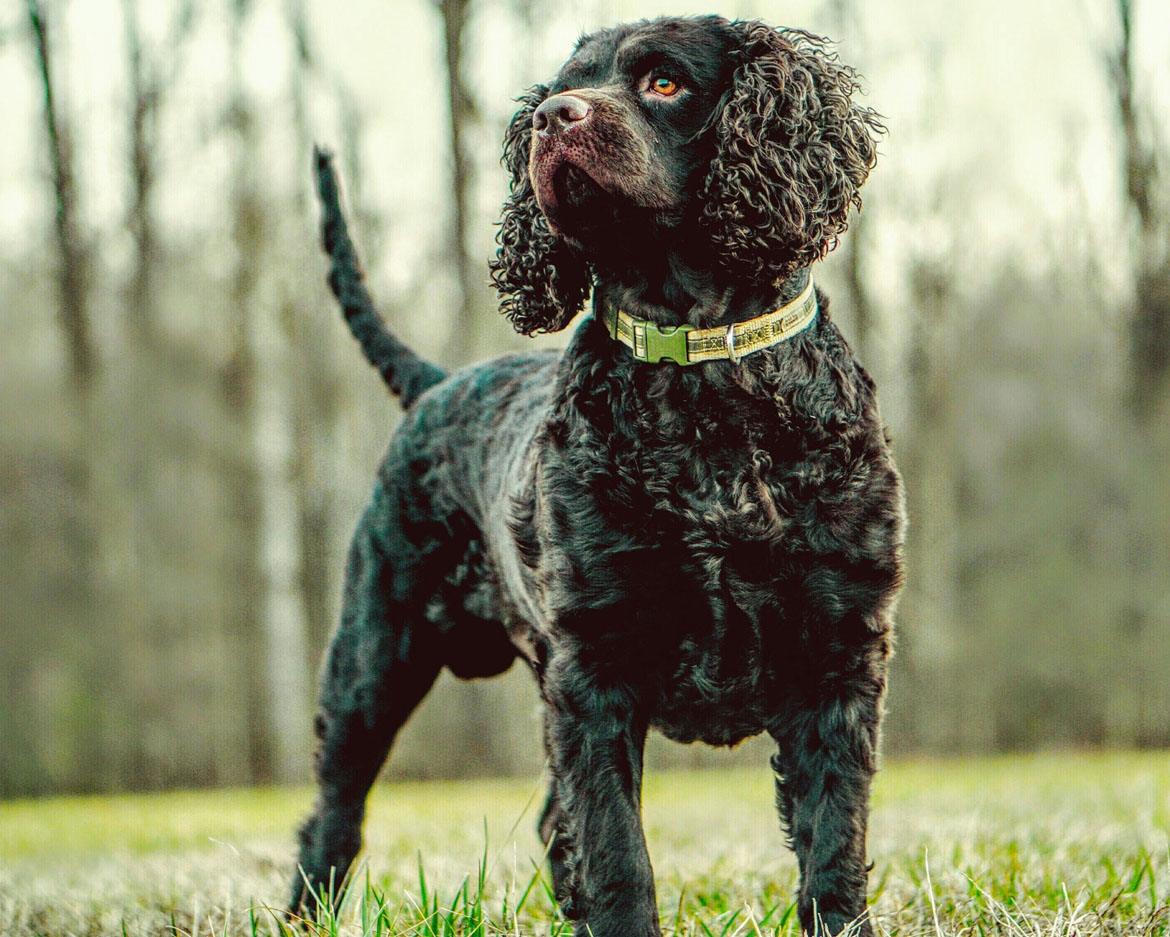 American Water Spaniel Breed