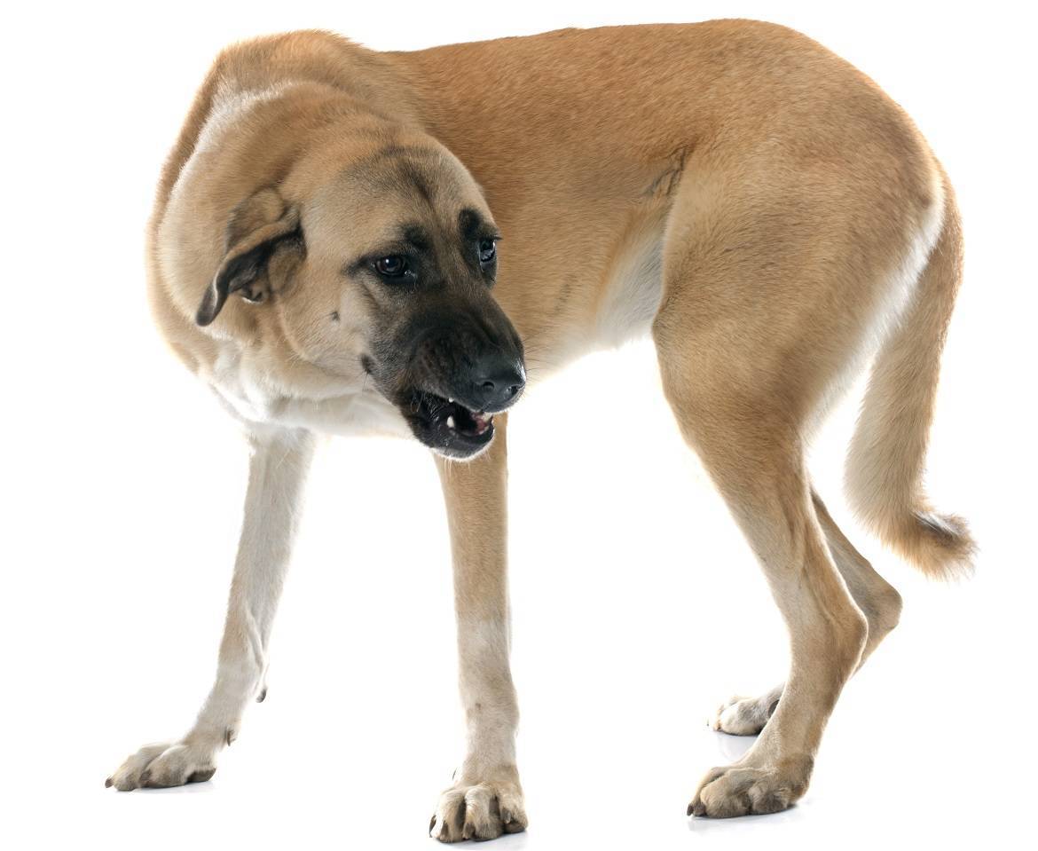 Anatolian Shepherd Dog Breed