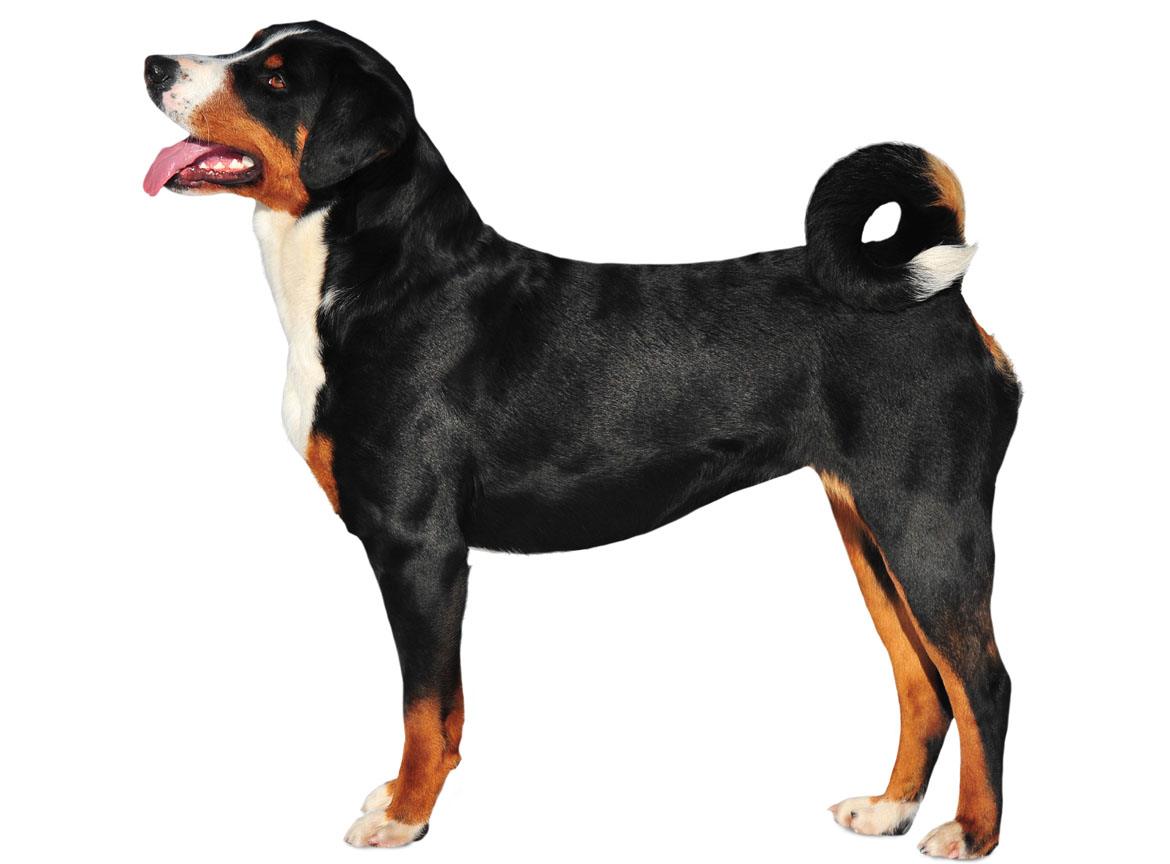 Appenzeller Sennenhunde - Dog Breed Guide | Paws 'N' Pups