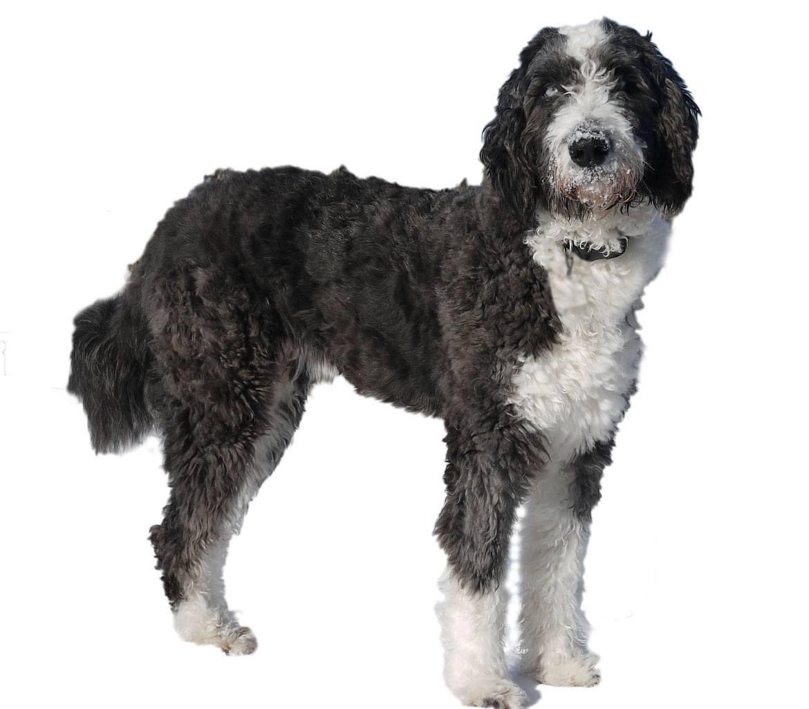 Aussiedoodle Breed