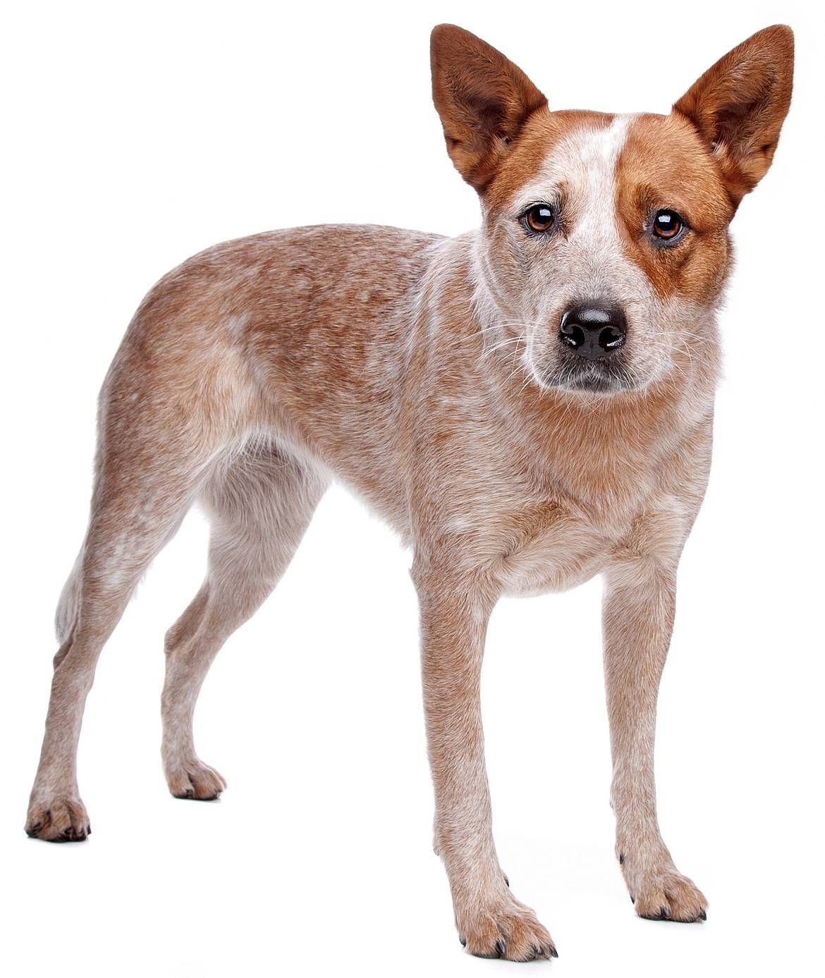 Australian Cattle Dog Breed