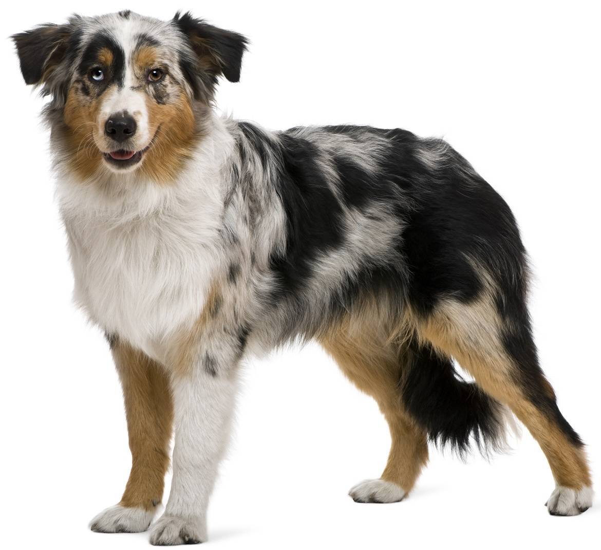 Australian Shepherd - Dog Breed Guide