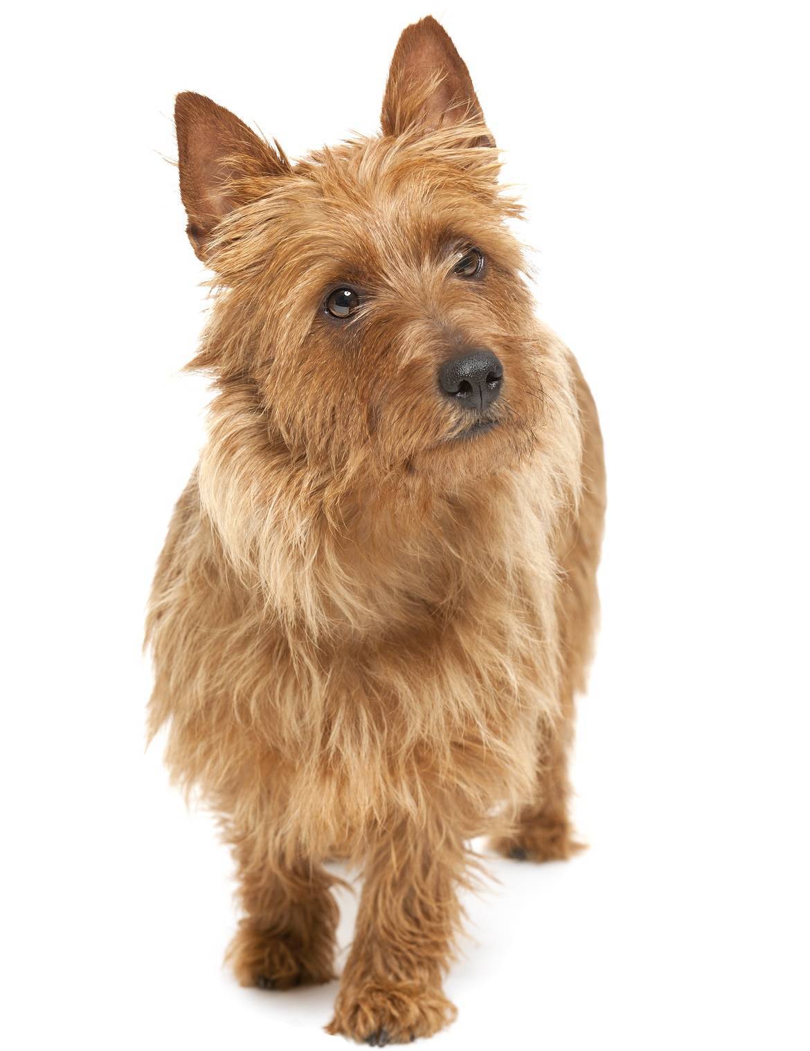 Australian Terrier Breed