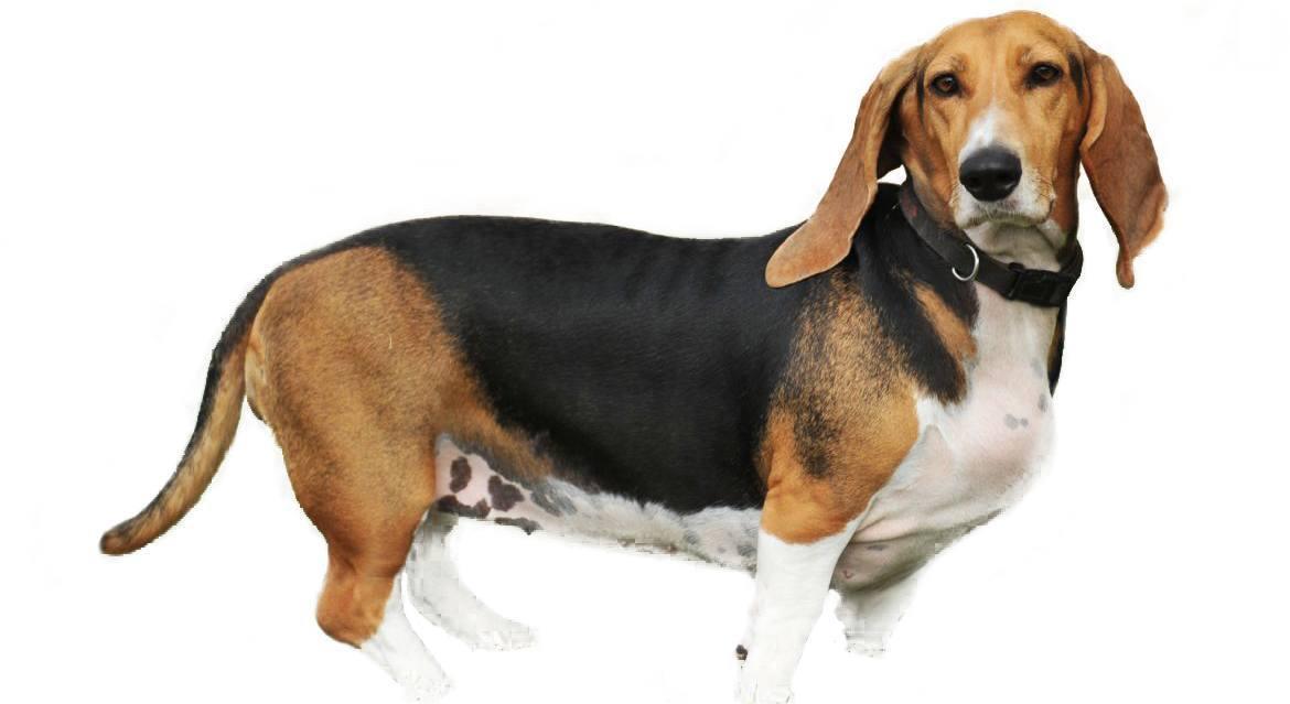 Bagle Hound Breed