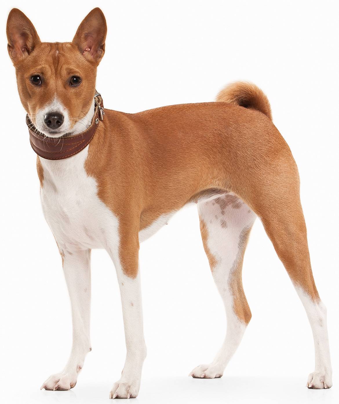 Basenji Breed