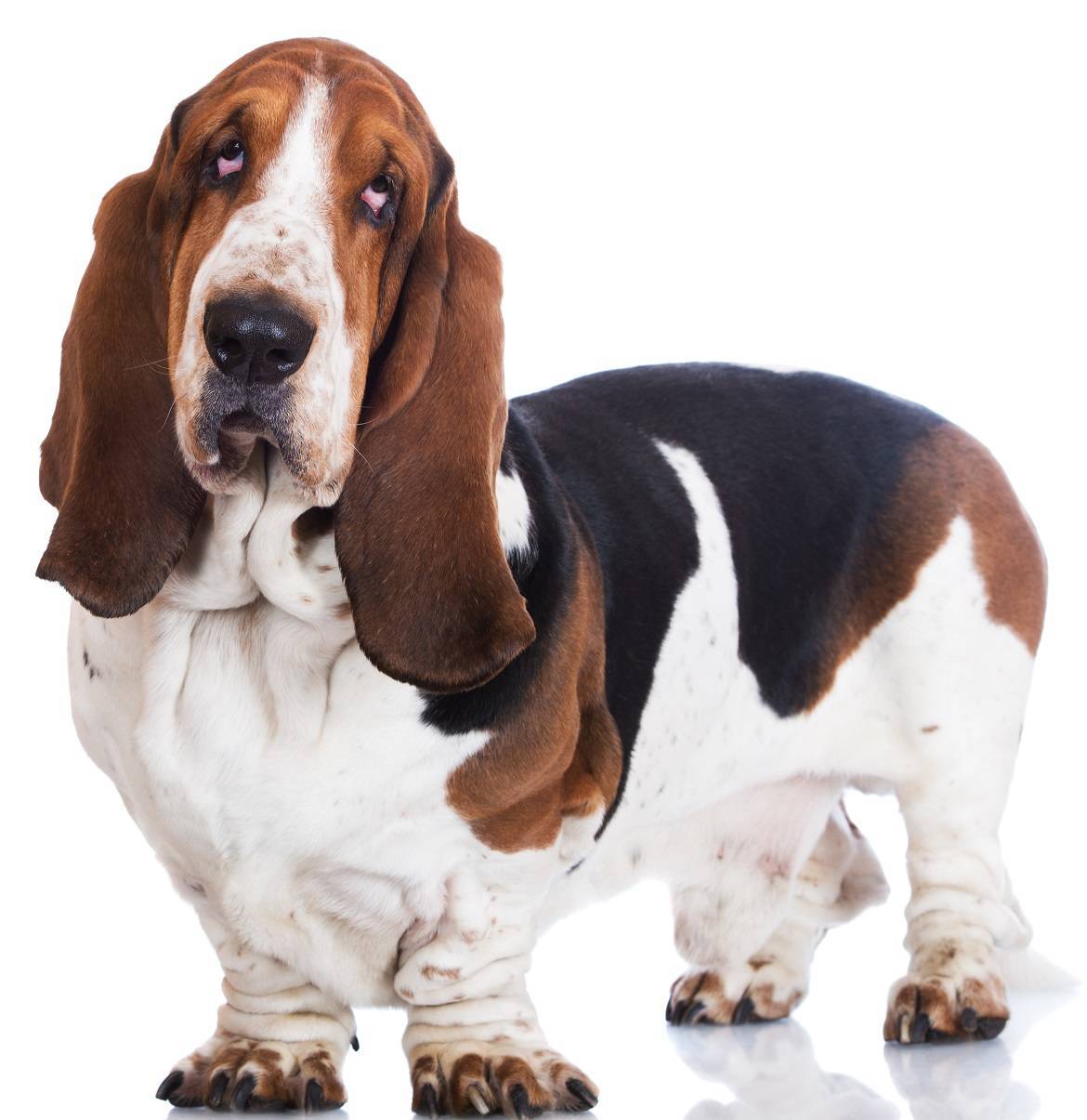 basset-hound-dog-breed-guide