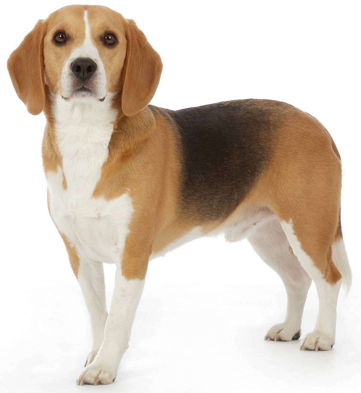 Beagle Breed