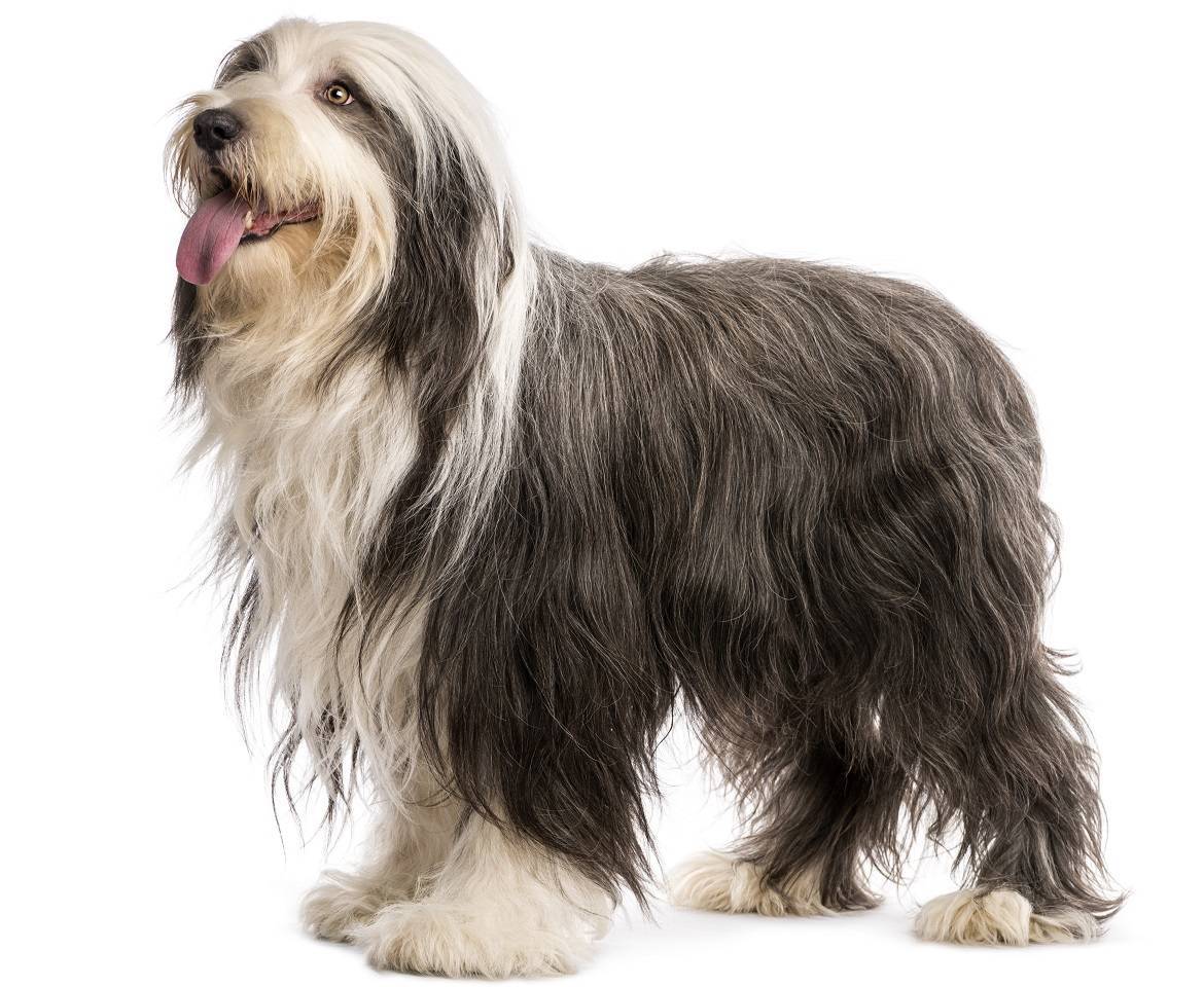 Bearded Collie Breed