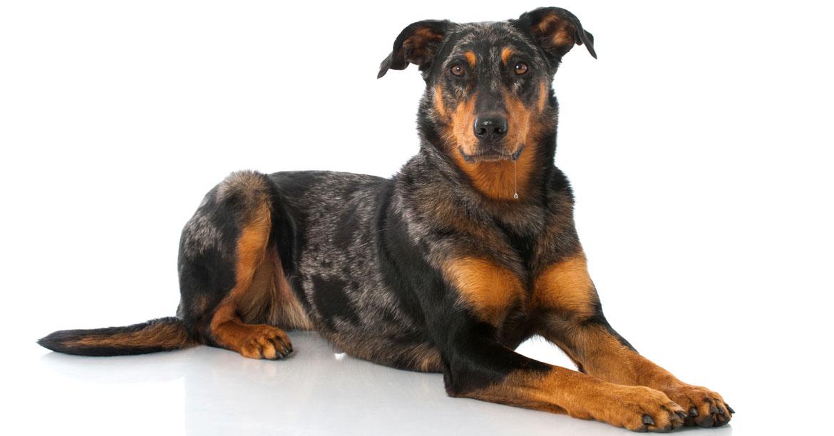 Beauceron Breed