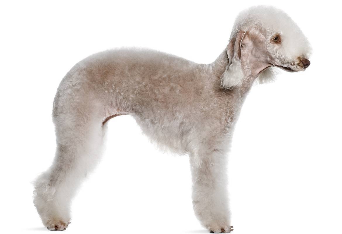 Bedlington Terrier Breed