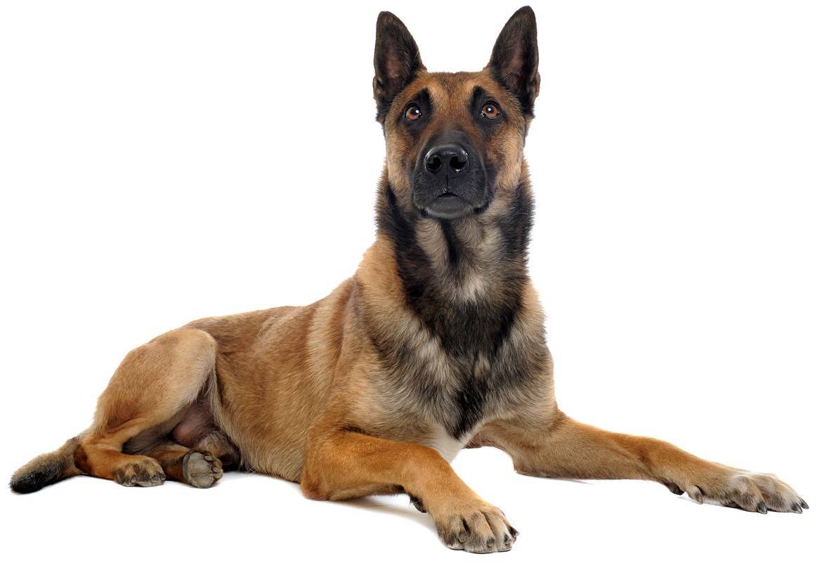 Belgian Malinois Breed