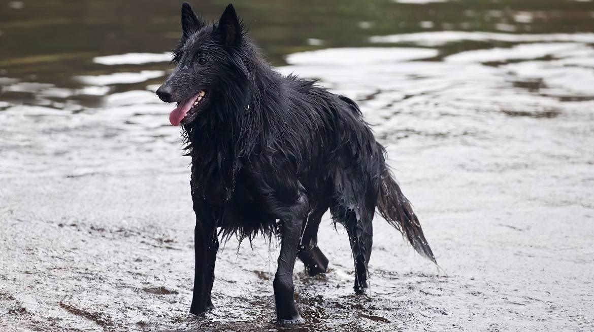 Belgian Sheepdog Breed