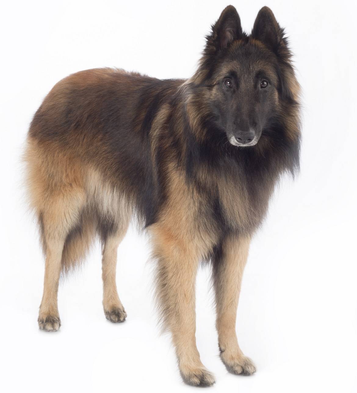 Belgian Tervuren Breed