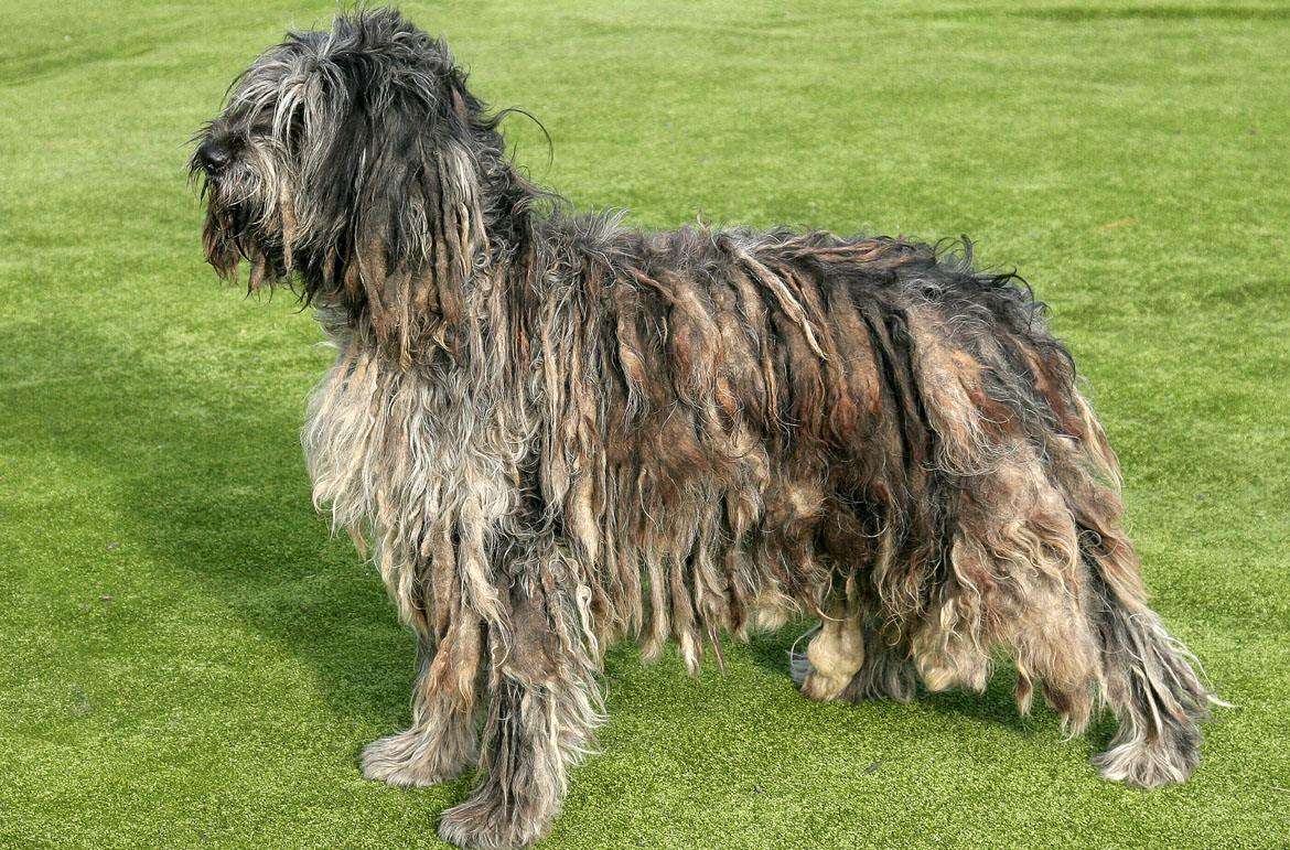 Bergamasco Breed