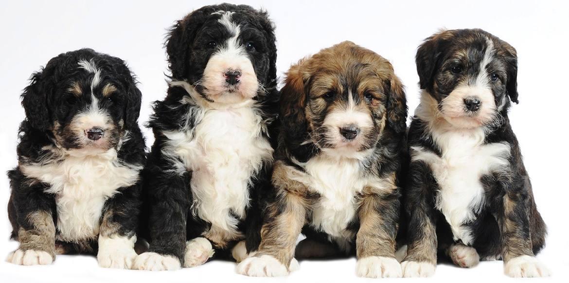 Bernedoodle Breed