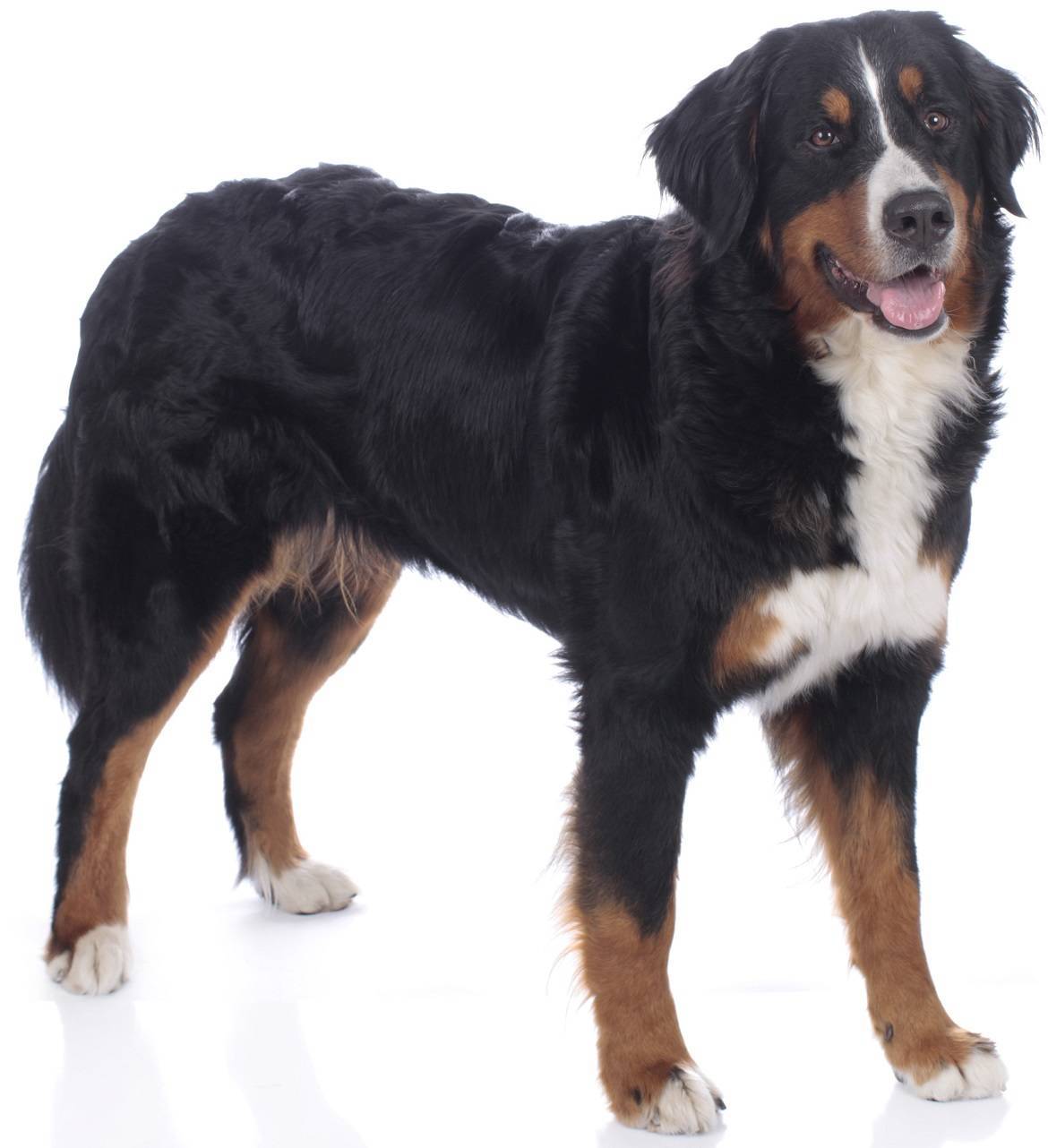 Bernese Mountain Dog Breed