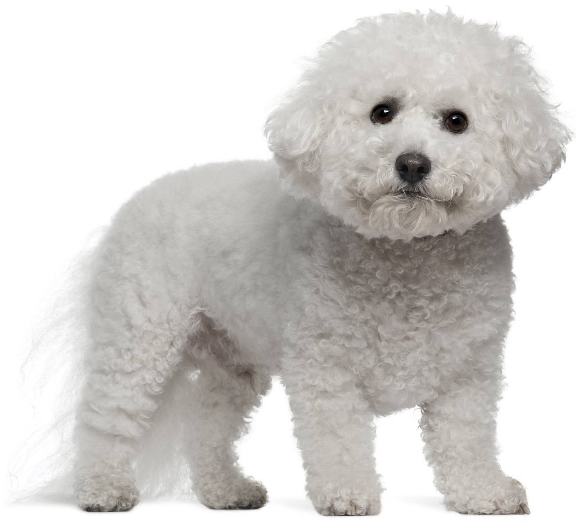 Bichon Frise Breed