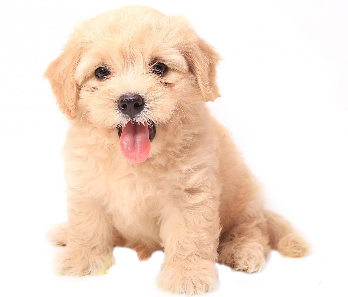 Bichpoo Breed