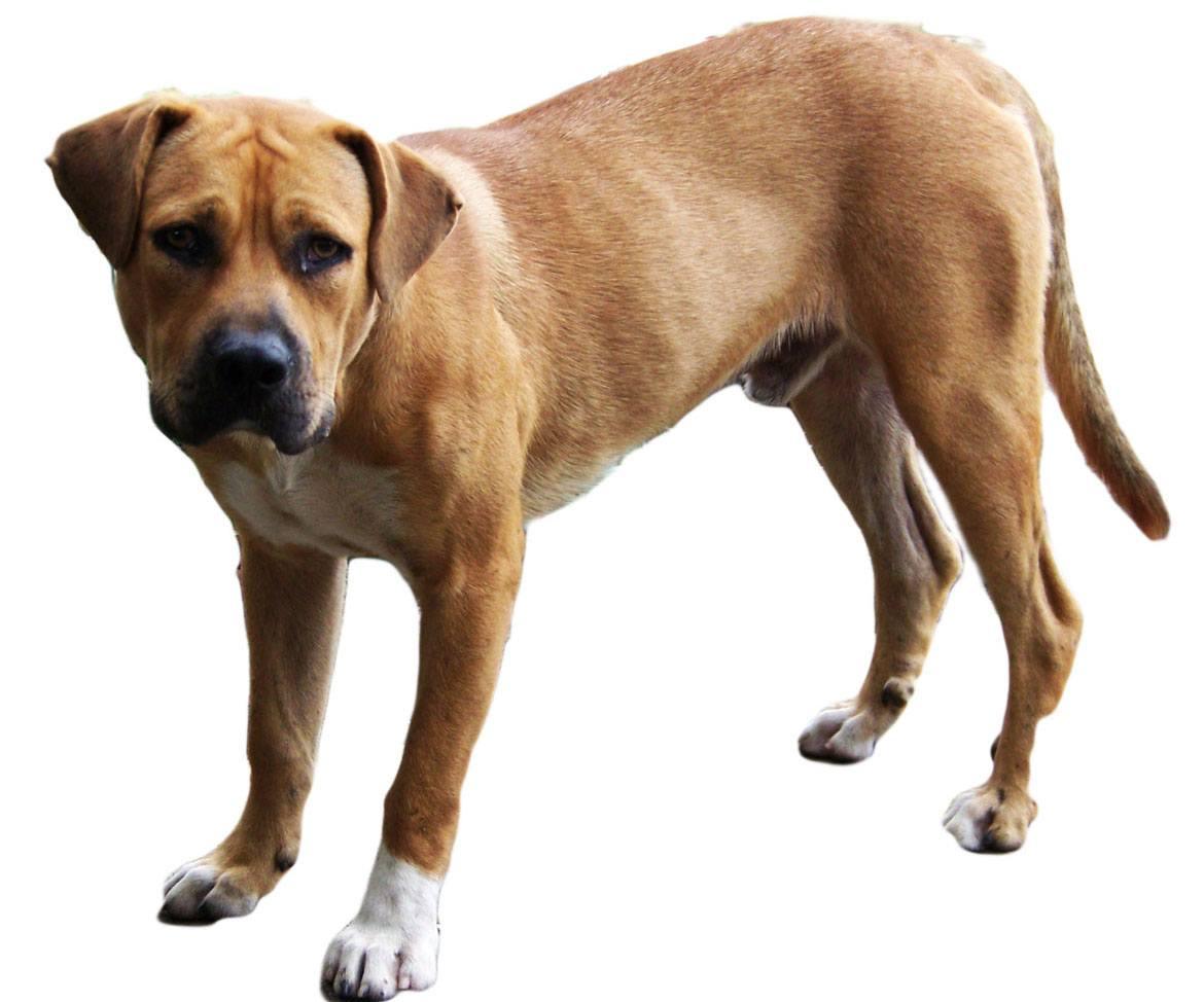 Black Mouth Cur - Dog Breed Guide