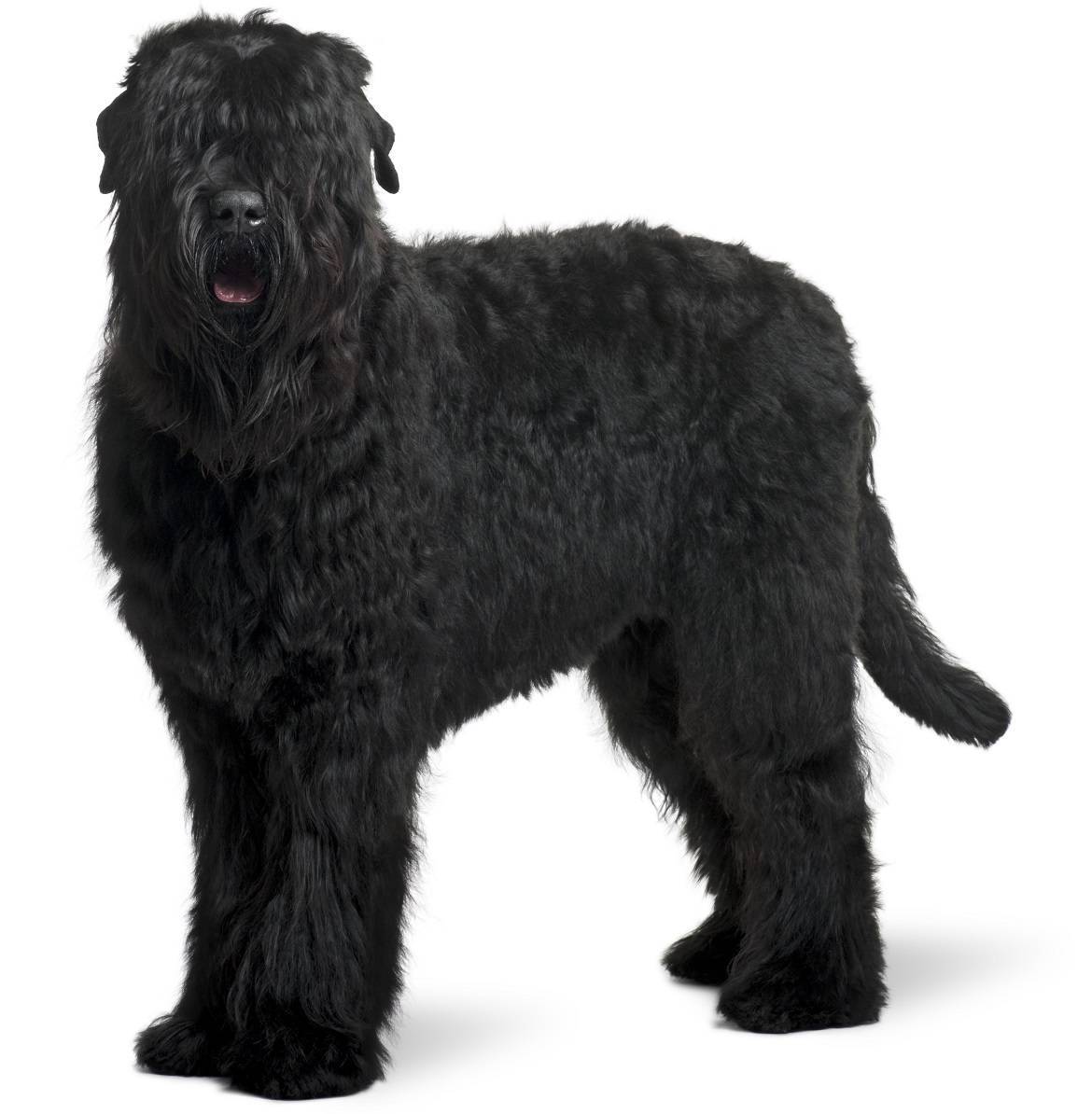 Black Russian Terrier Breed