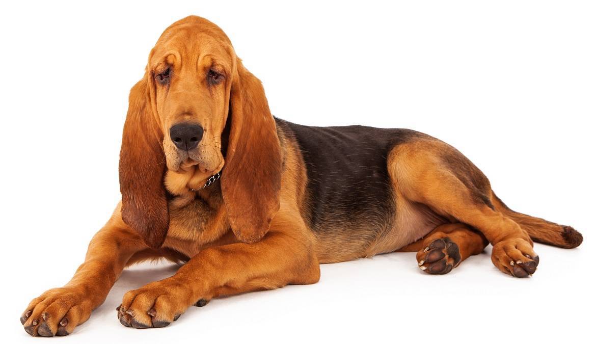 Bloodhound Breed