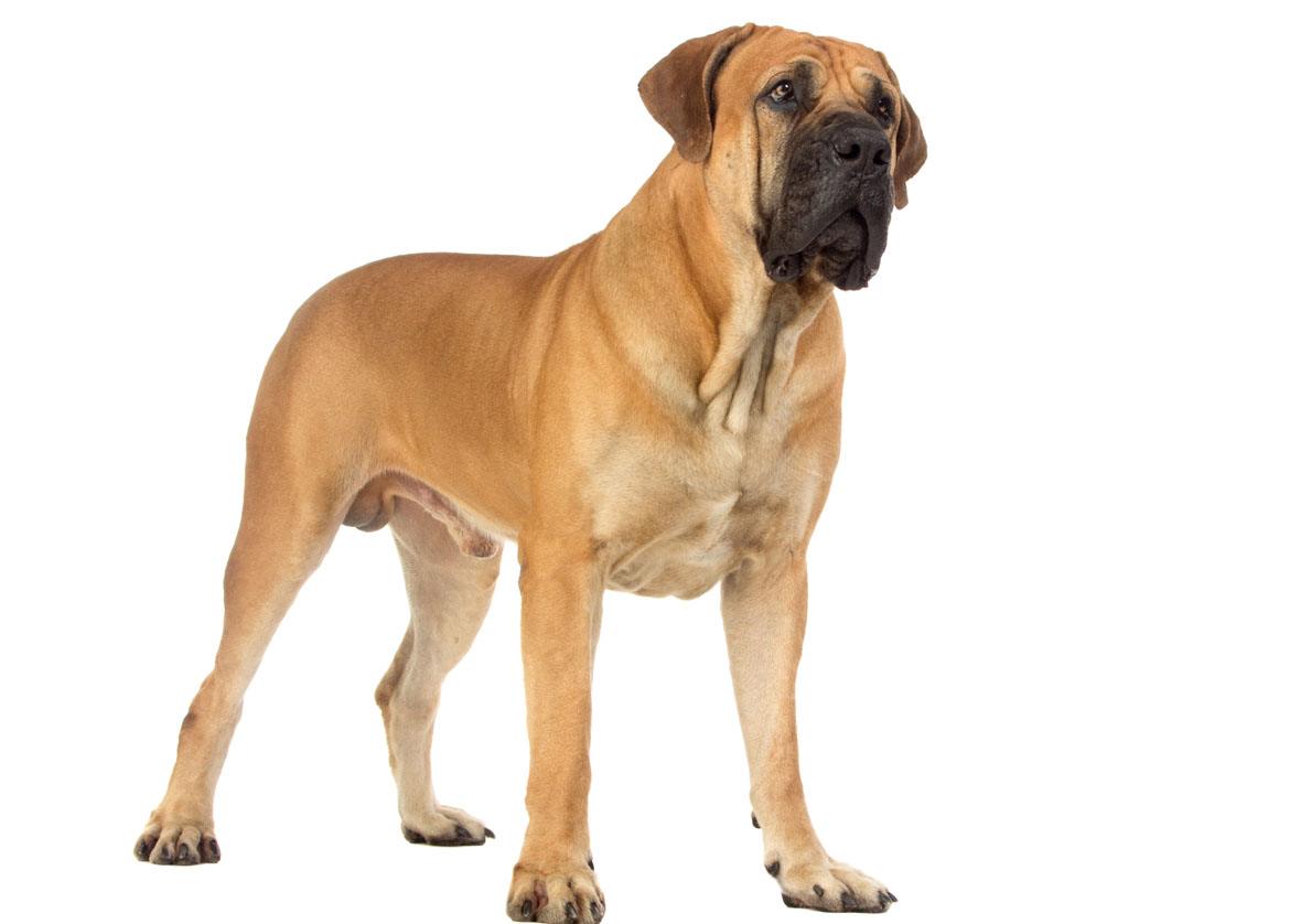 Boerboel Breed