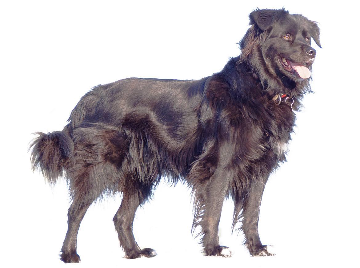 Borador Breed