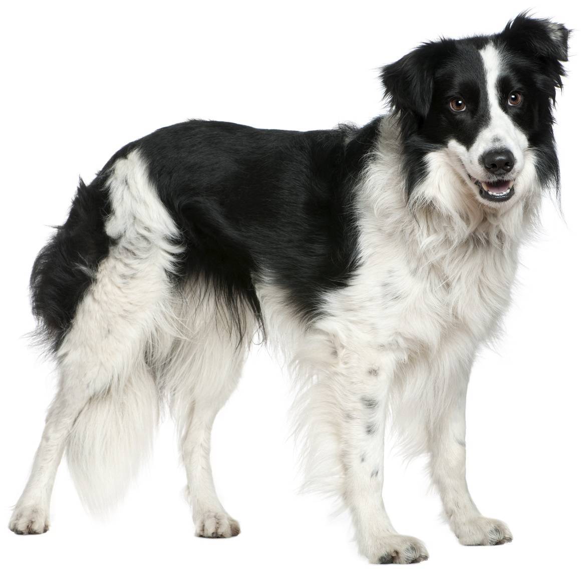 Border Collie Breed