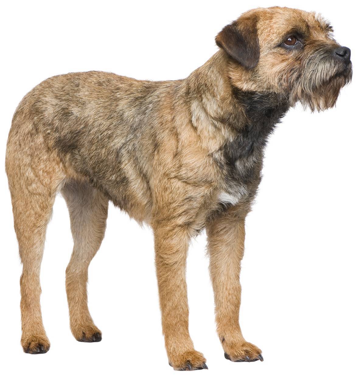 Border Terrier Breed