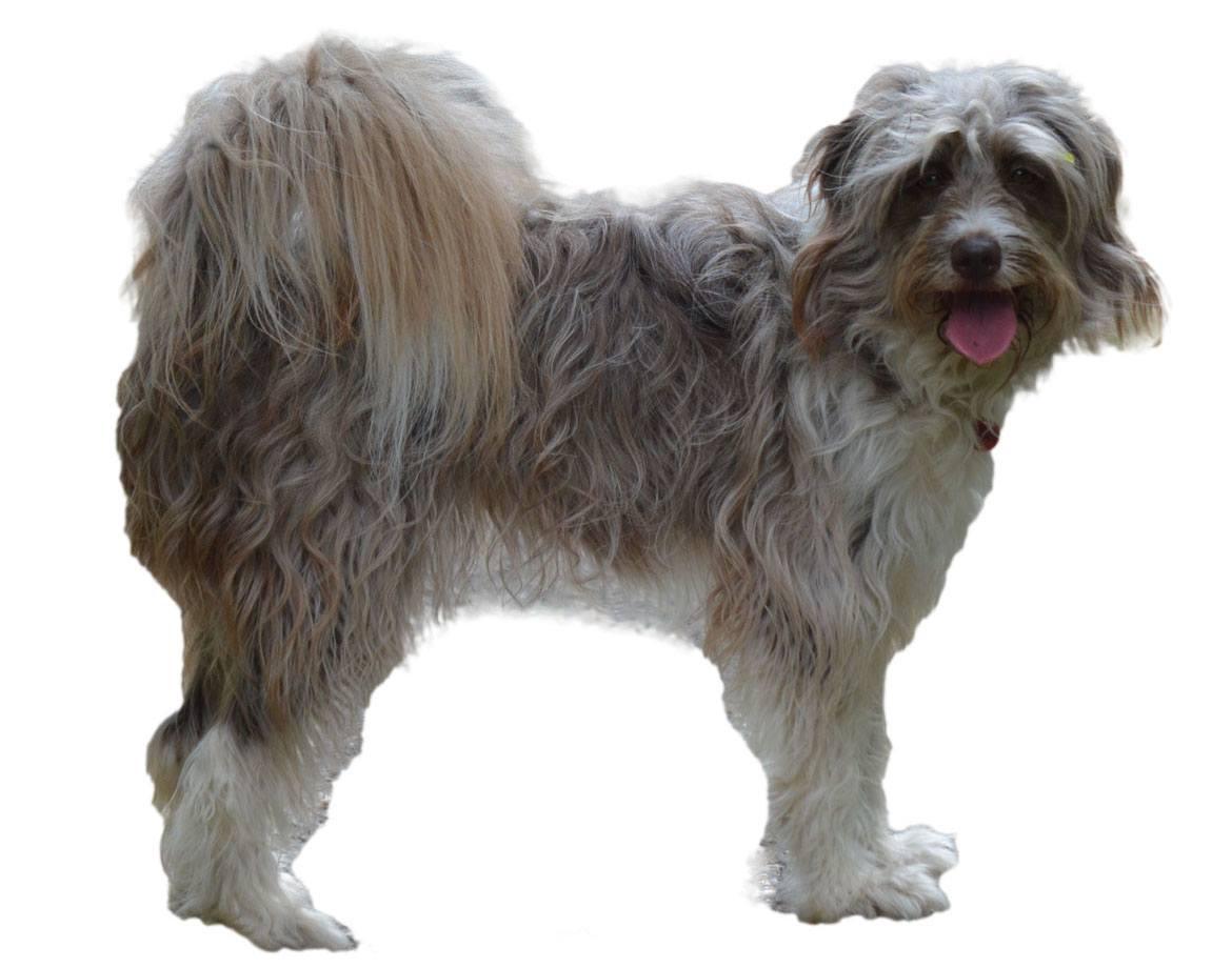 Bordoodle Breed