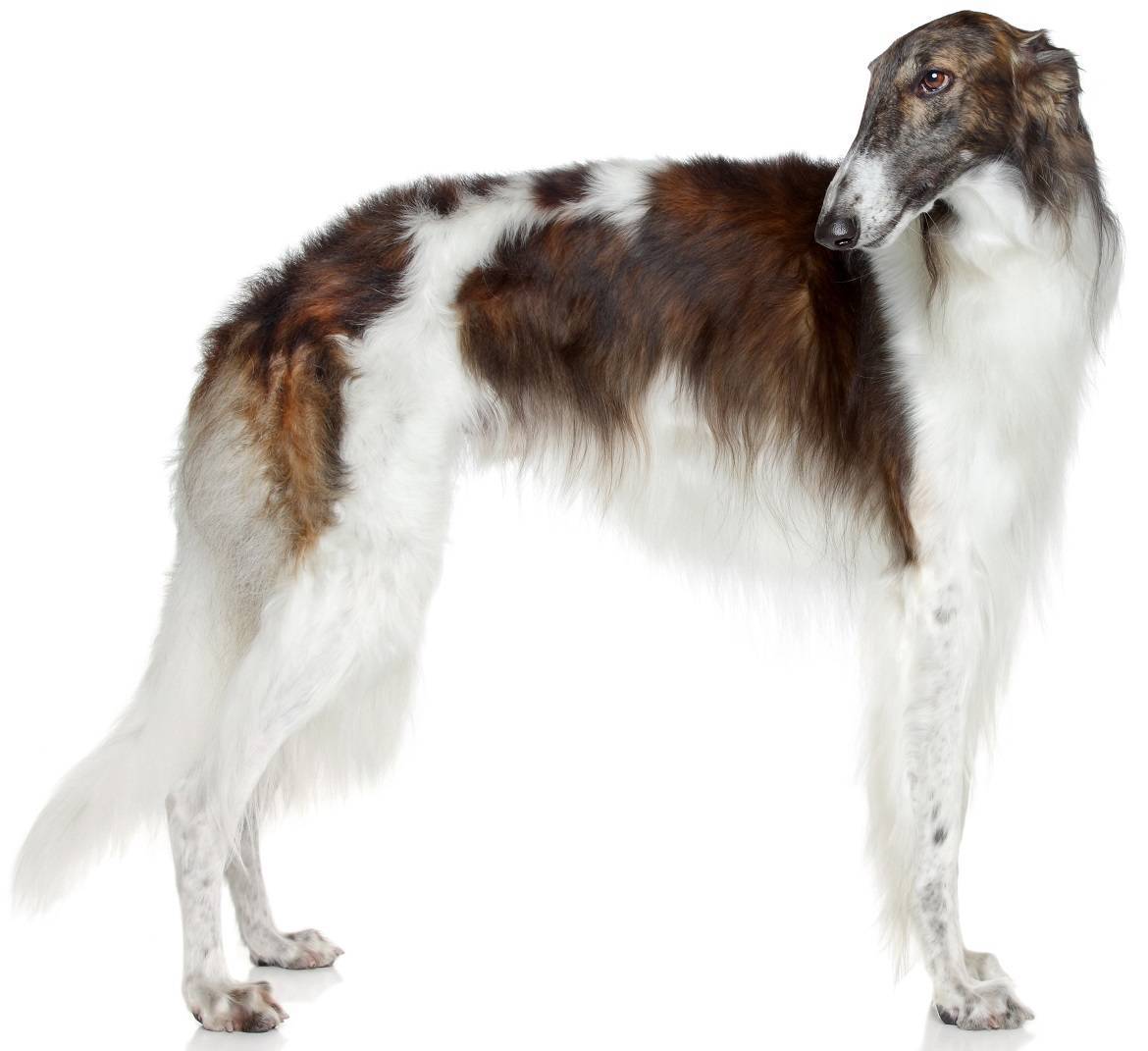 Borzoi Breed