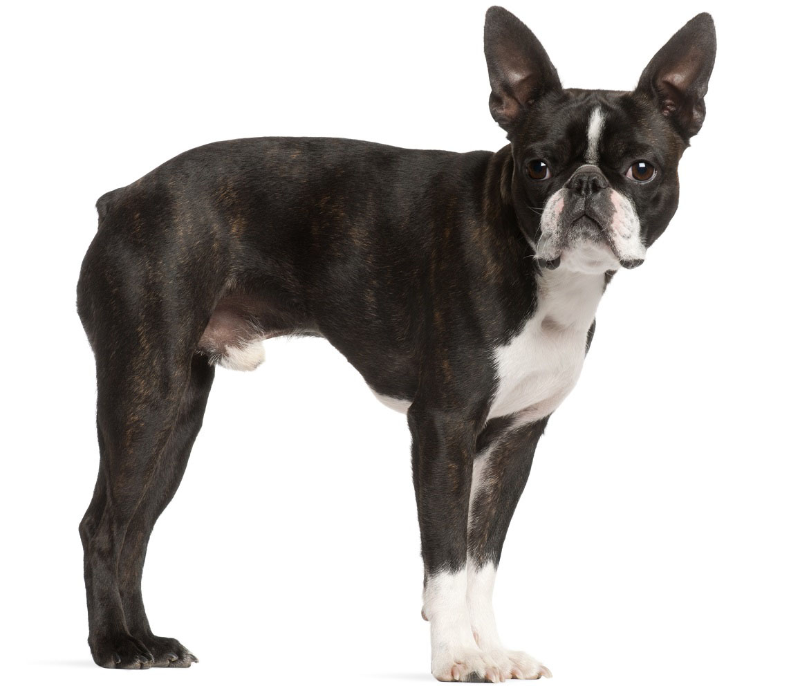 Boston Terrier Breed