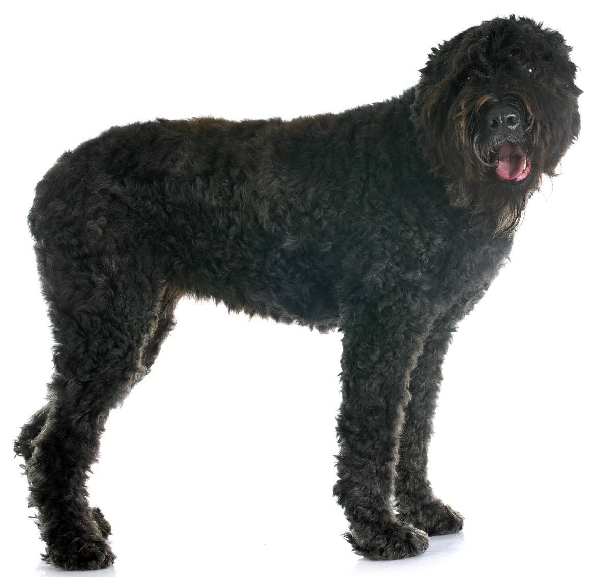 Bouvier des Flandres Breed