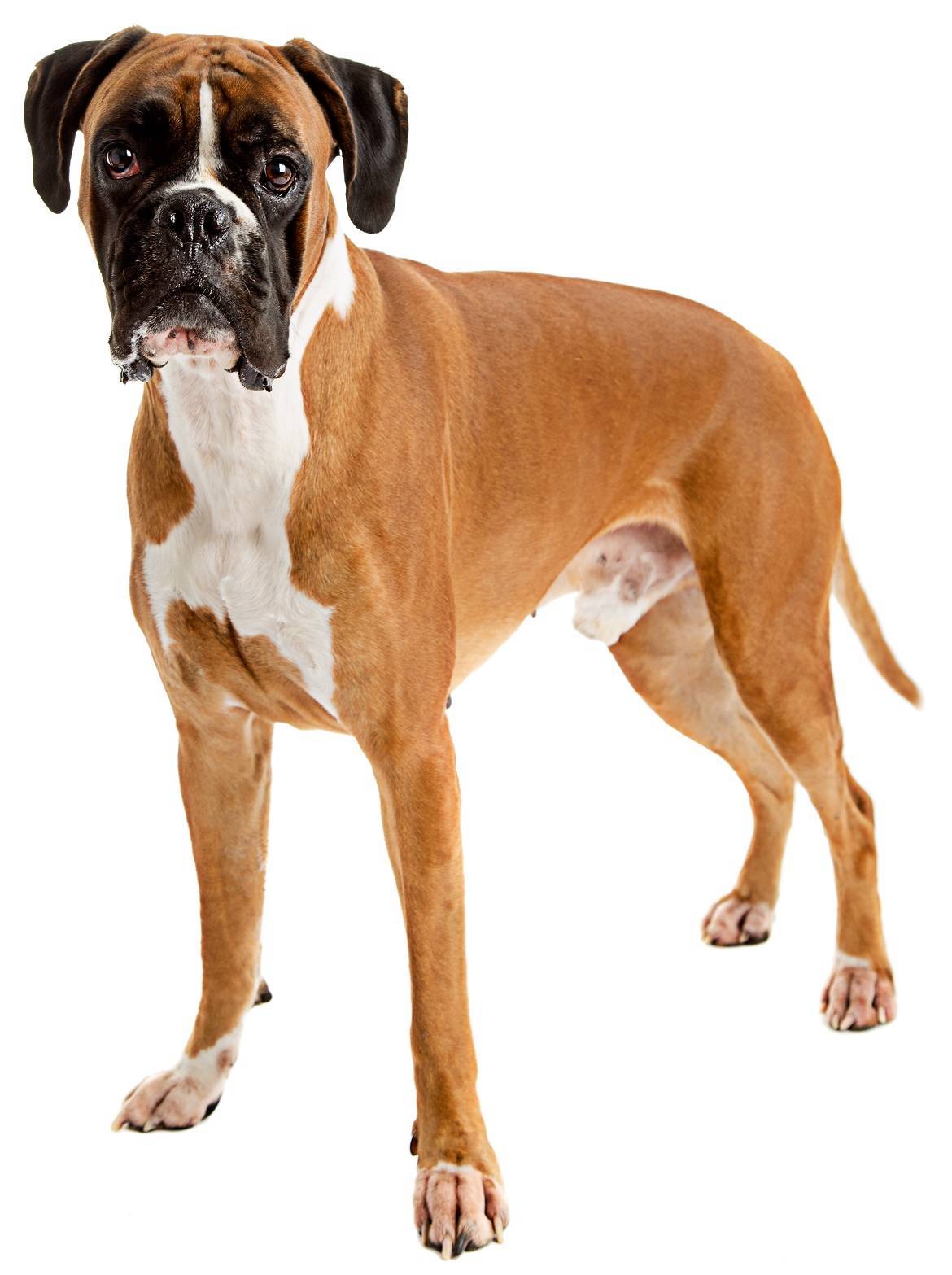 Boxer Breed