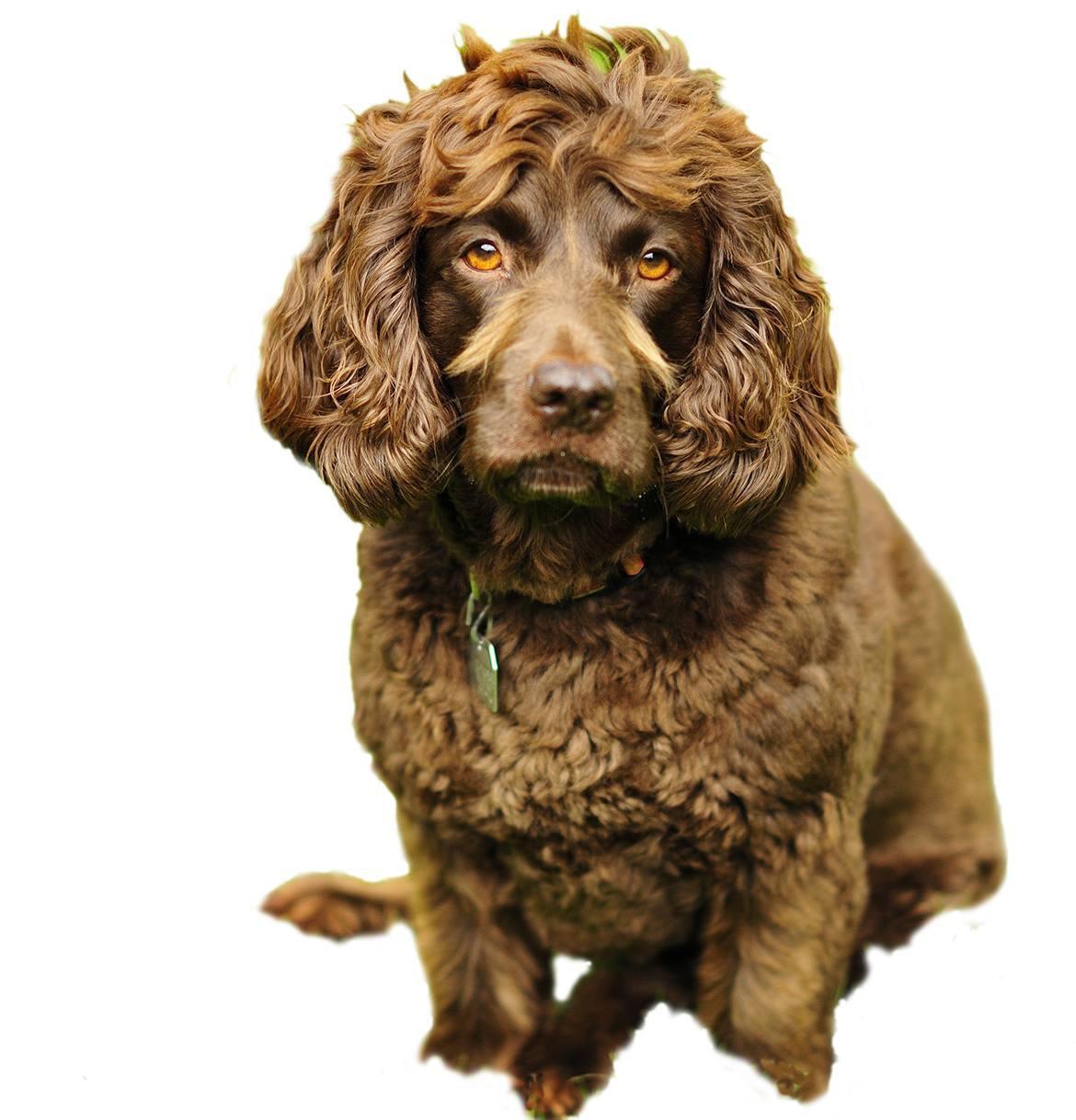 Boykin Spaniel Breed