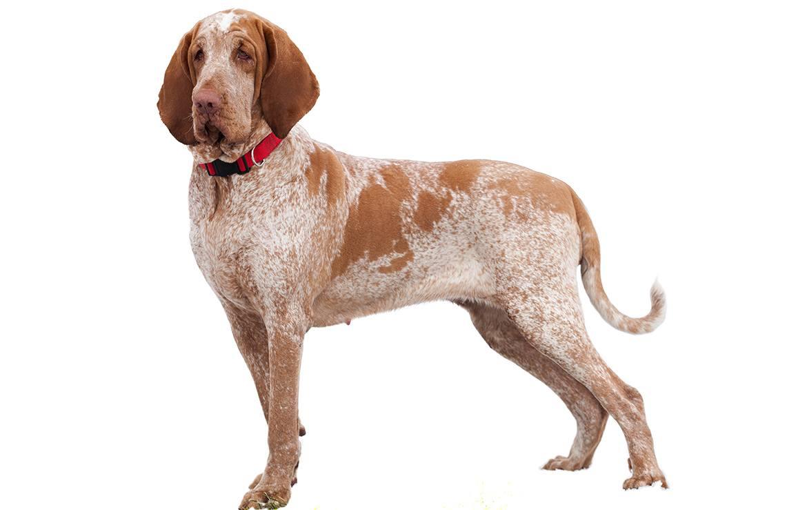 Bracco Italiano Breed