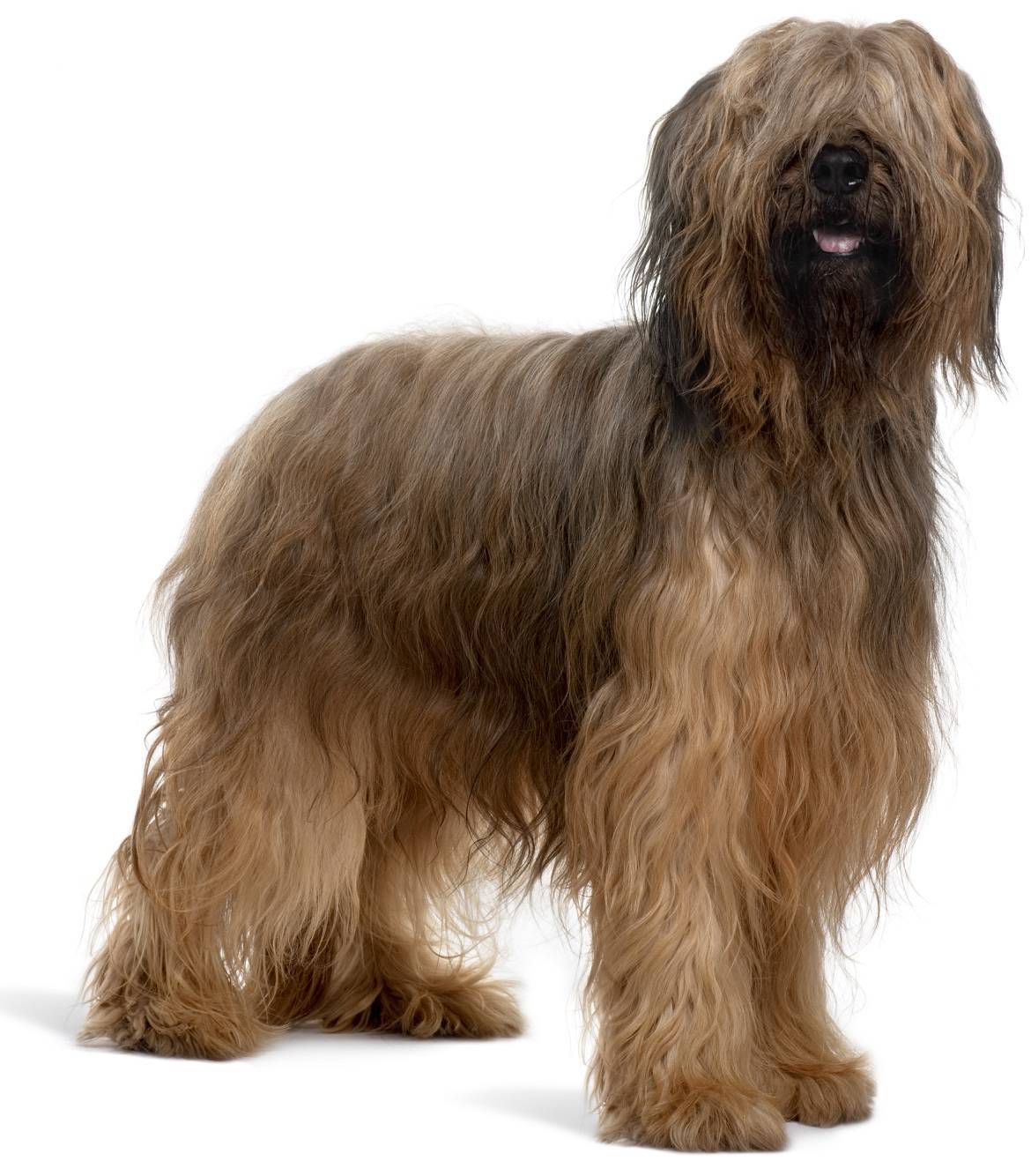 Briard Breed